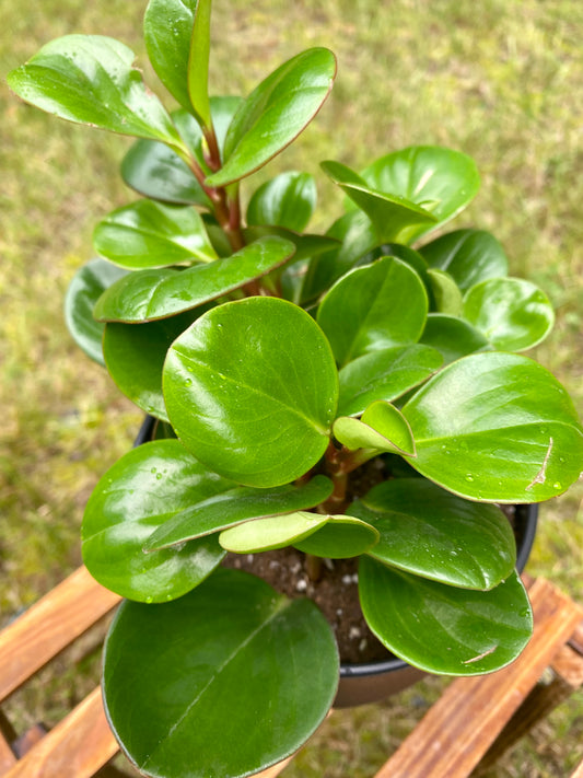Peperomia Obtusifolia 4"