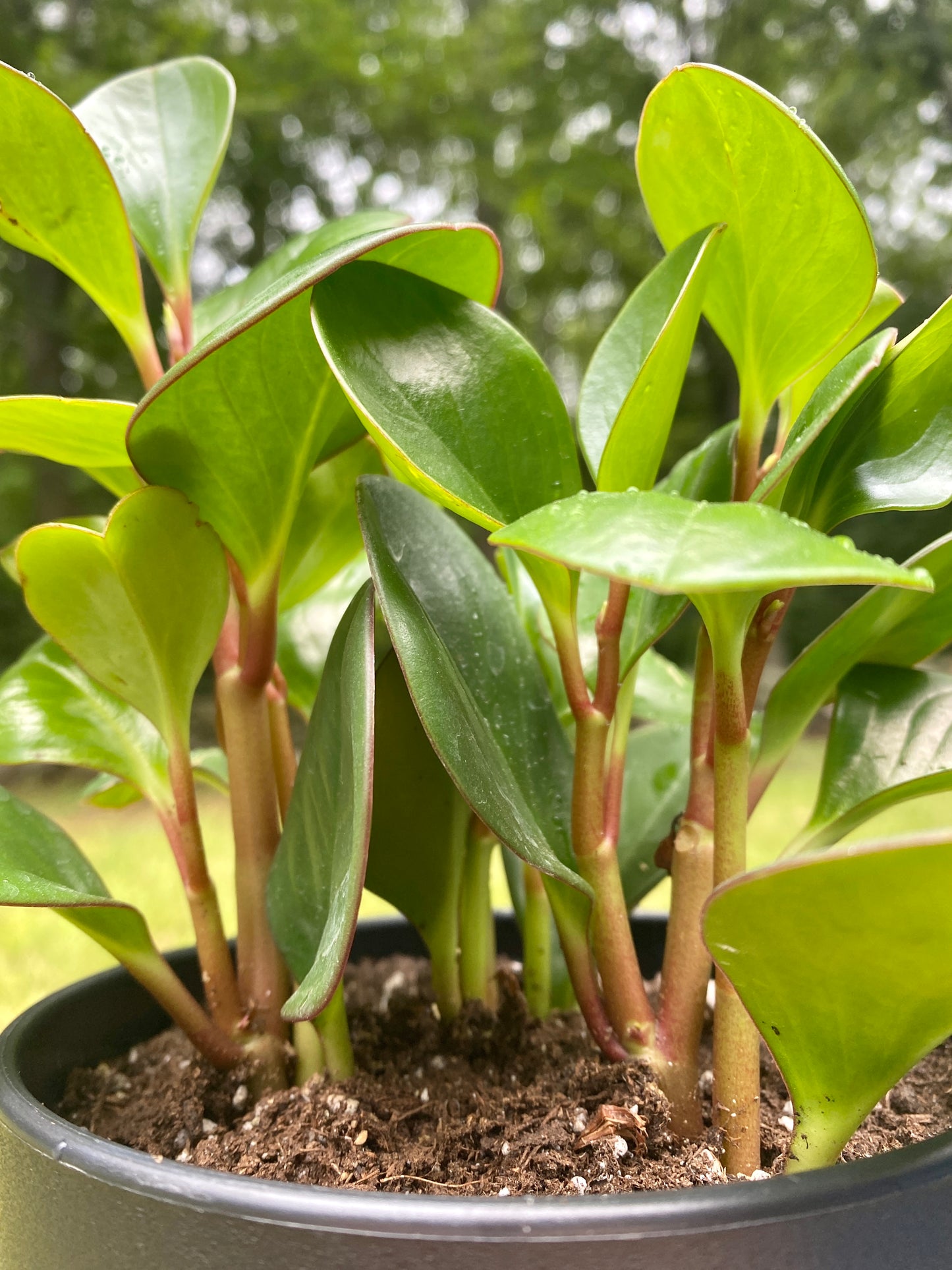 Peperomia Obtusifolia 4"