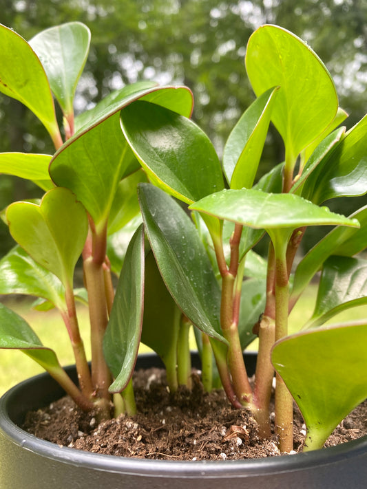 Peperomia Obtusifolia 4"