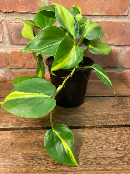 Philodendron Brazil