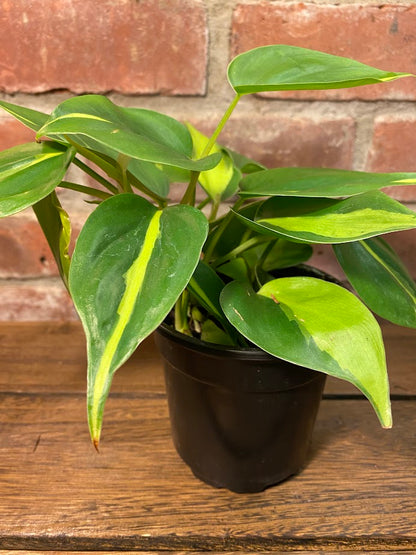 Philodendron Brazil