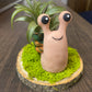 Handmade Clay Snail with Air Plant