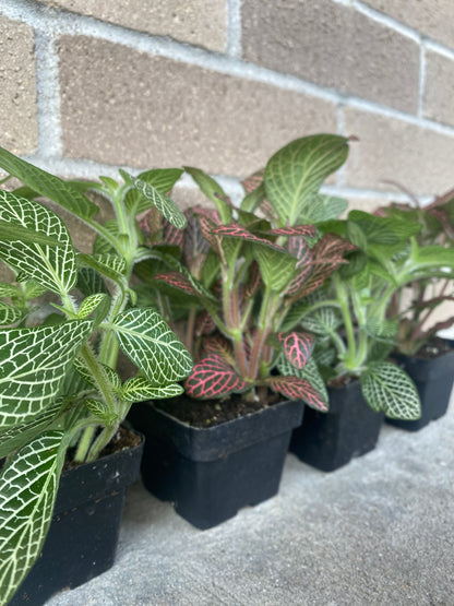 Fittonia (Nerve Plant)