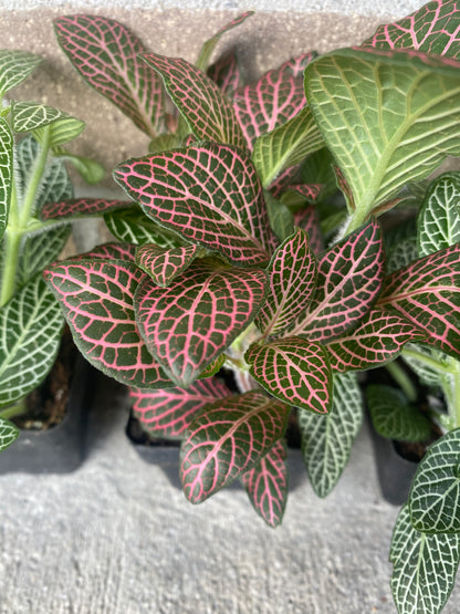 Fittonia (Nerve Plant)