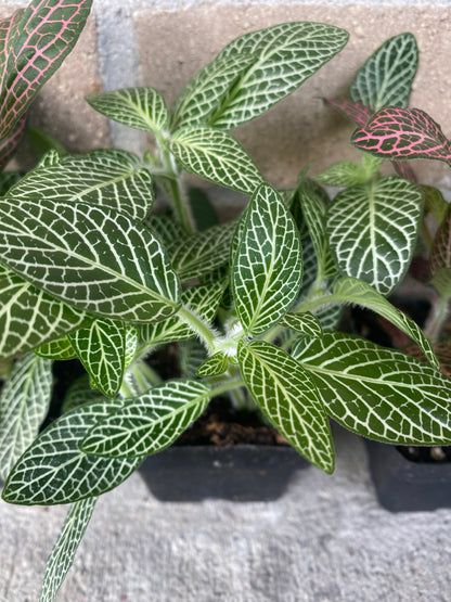 Fittonia (Nerve Plant)