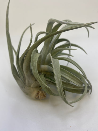 Tillandsia Harrisii