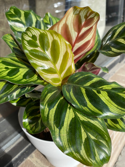 Calathea Peacock - 4 inch