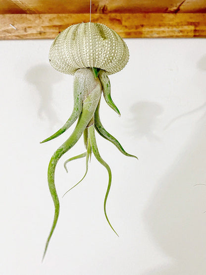 Air Plant Jelly Fish