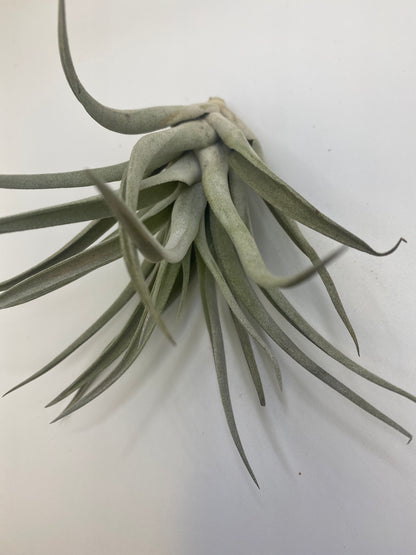 Tillandsia Harrisii