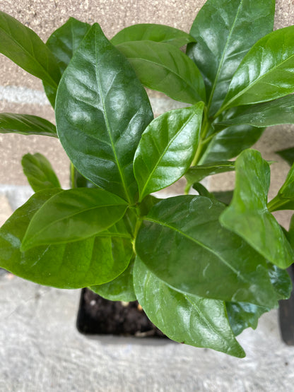 Coffee Plant