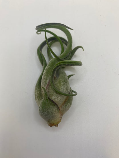 Tillandsia Caput Medusa