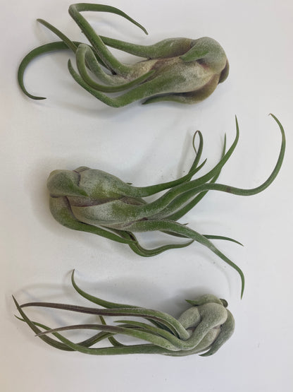 Tillandsia Caput Medusa