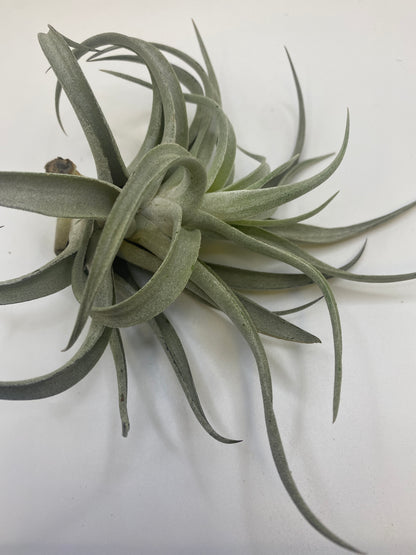 Tillandsia Harrisii