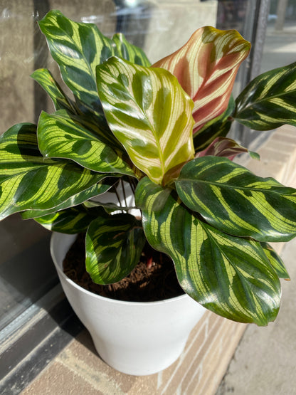 Calathea Peacock - 4 inch