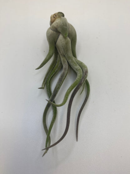 Tillandsia Caput Medusa