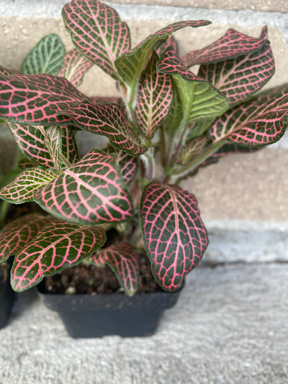 Fittonia (Nerve Plant)