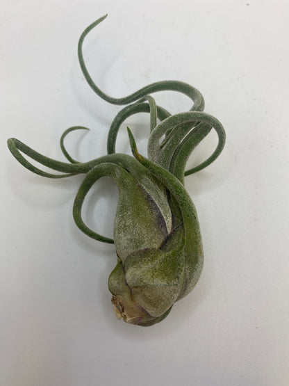 Tillandsia Caput Medusa