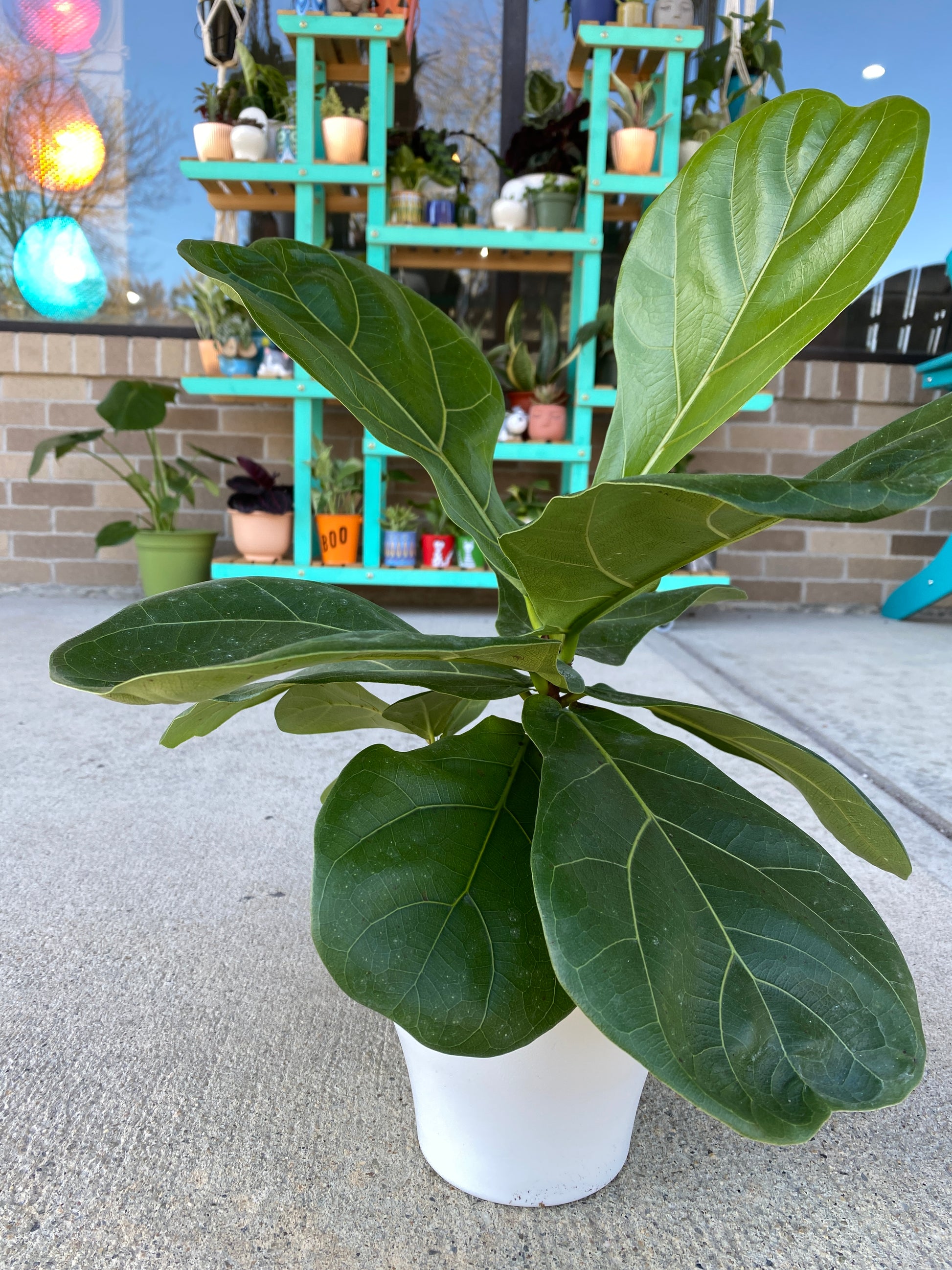 fiddle leaf fig plant stand Fiddle Leaf Fig – Jennifer's Plant Stand
