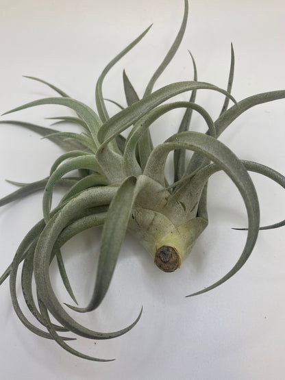 Tillandsia Harrisii