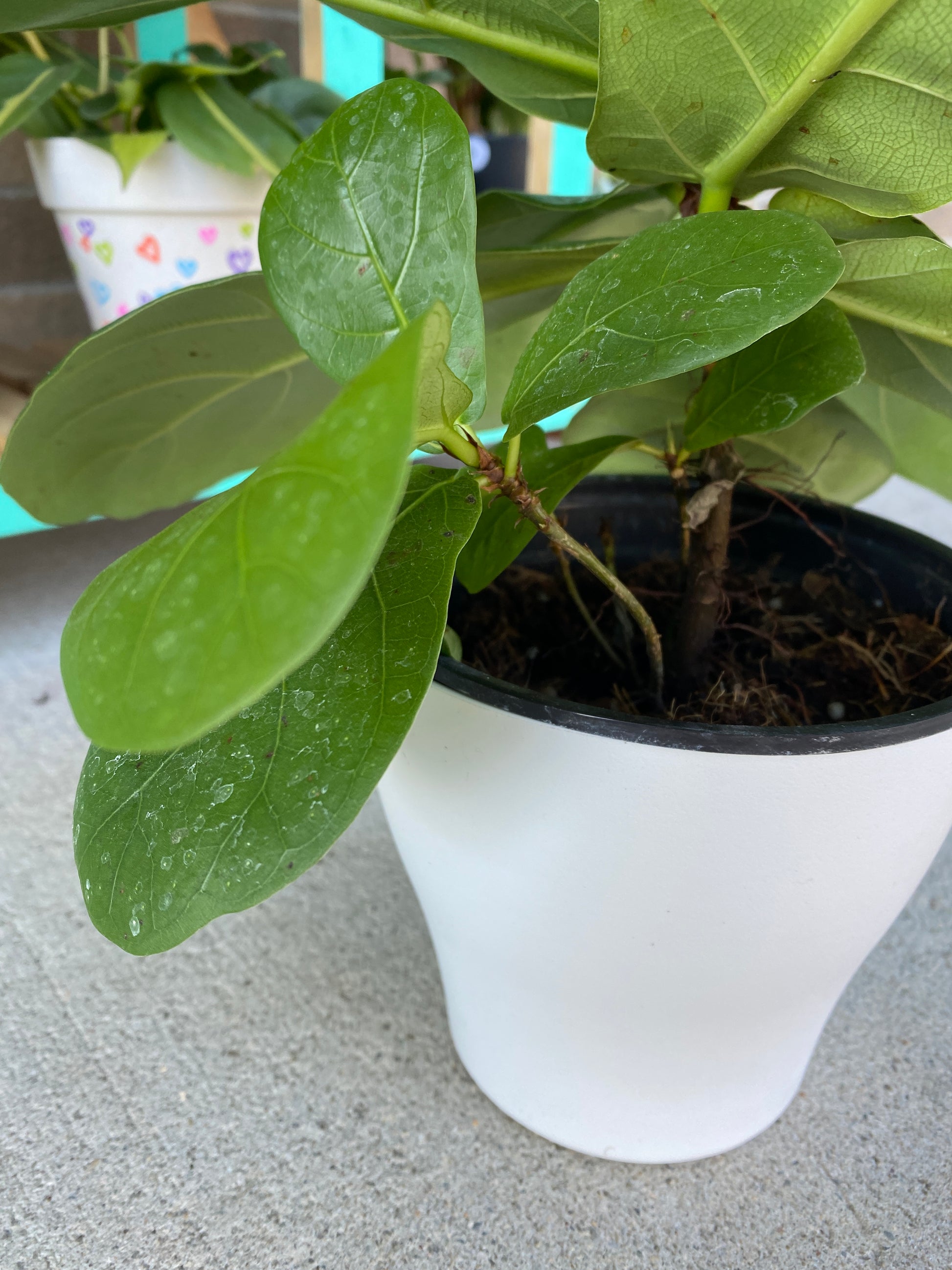 fiddle leaf fig plant stand Fiddle Leaf Fig – Jennifer's Plant Stand