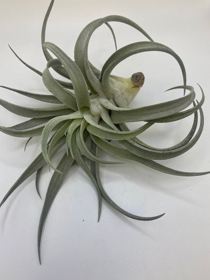 Tillandsia Harrisii