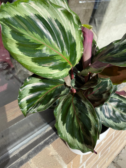 Calathea Medallion