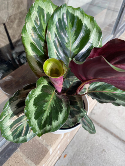 Calathea Medallion