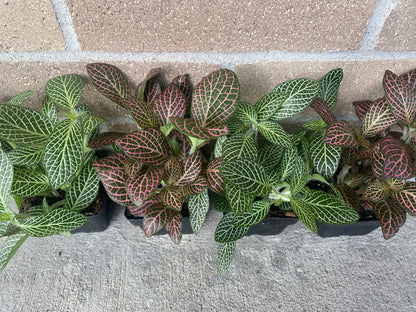 Fittonia (Nerve Plant)