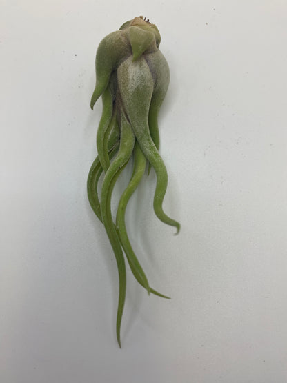 Tillandsia Caput Medusa