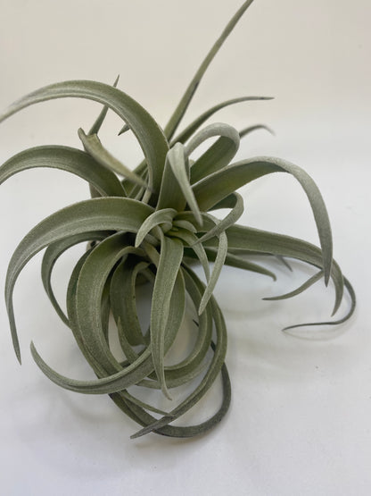 Tillandsia Harrisii